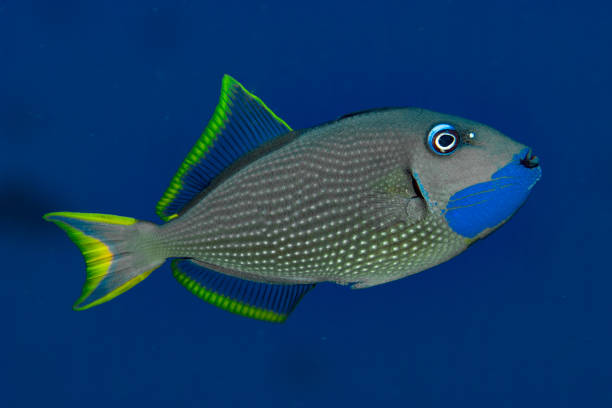 istock Gilded Triggerfish Xanthichthys auromarginatus 1489371891