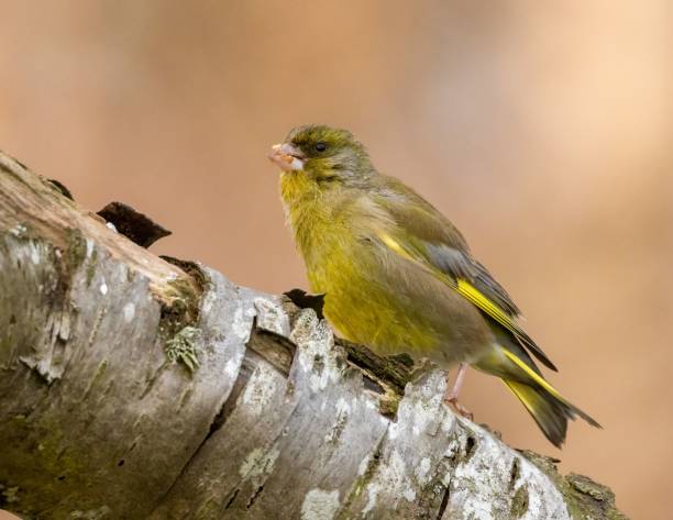 istock Greenfinch perched on a branch 1489372419