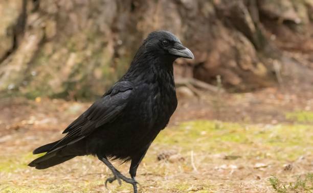 istock Common raven in its natural habitat 1489372469