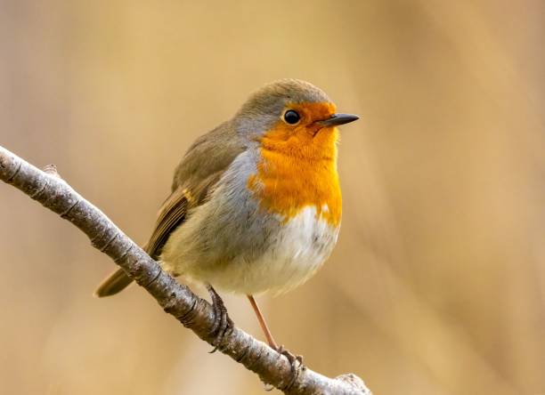istock European robin (Erithacus rubecula) perched on a branch 1489372488