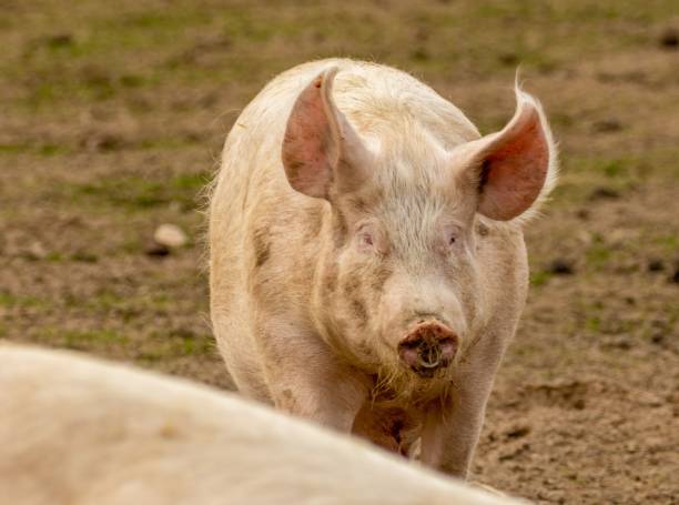istock Female pig in its natural habitat 1489372532