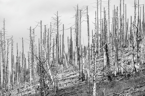 trees after fire, recovery of pines