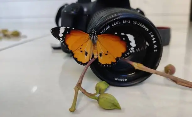 Beautiful combination of camera lens and plain tiger butterfly