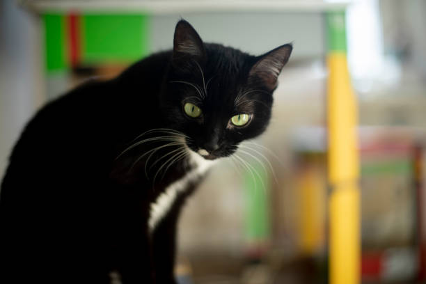 Black cat. Cat in kitchen. Pet at home. Animal in apartment.