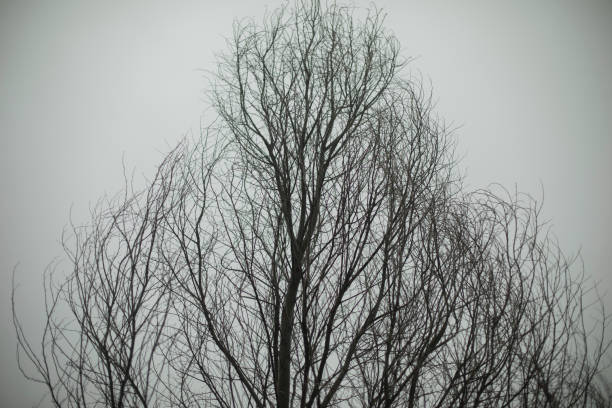Tree in park against gray sky. Branches of tree. Plant without leaves. Details of park.