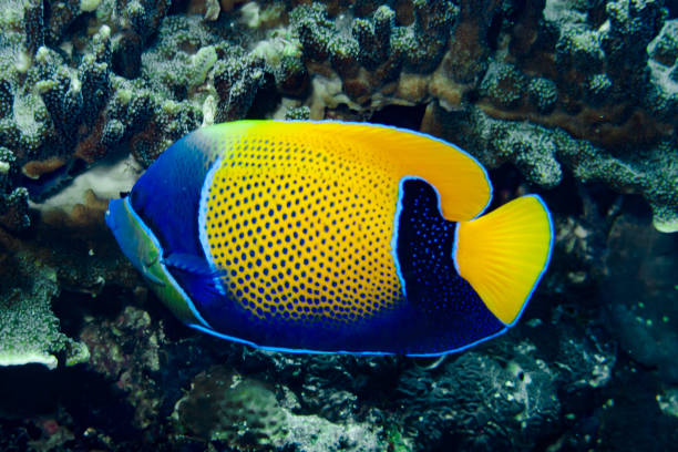 peixe-anjo de cintura azul pomacanthus navarchus - euxiphipops navarchus - fotografias e filmes do acervo
