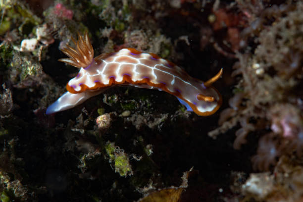 istock Chromodoris setoensis Nudibranch 1489374760