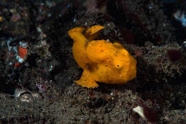 istock Painted frogfish Antennarius pictus 1489374800
