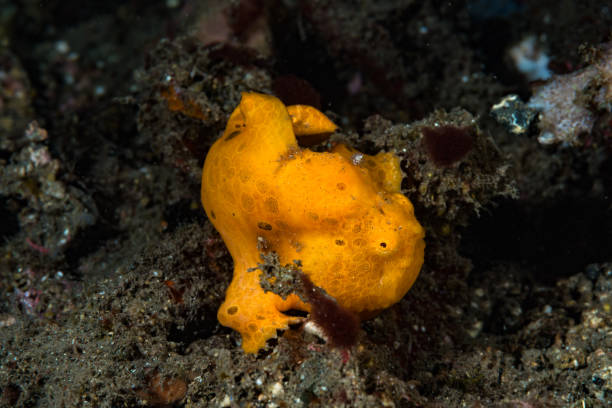 istock Painted frogfish Antennarius pictus 1489374801
