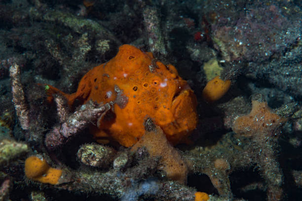 istock Painted frogfish Antennarius pictus 1489374843