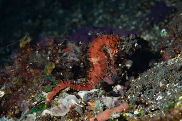 istock Thorny Seahorse Hippocampus histrix 1489376103