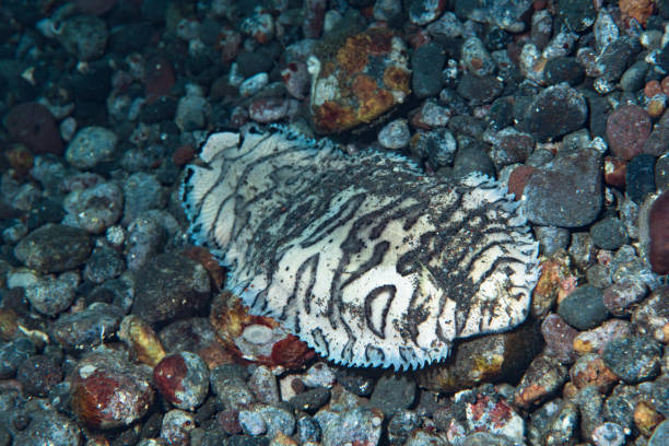 istock Black-Tip Sole Soleichthys heterorhinos 1489376262