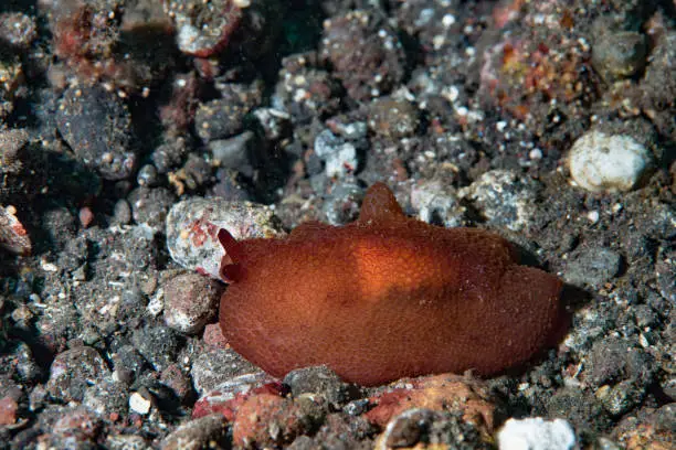 Pleurobranchus peroni, also known as the polygon slug, is a species of sea slug, a marine opisthobranch gastropod mollusk in the family Pleurobranchidae.

The species is widespread in the Indo-Pacific region, from East Africa to Japan and Australia. It is found on rocky shores, in tide pools, and in shallow reefs.

The polygon slug is a medium-sized slug, reaching a maximum length of about 60 mm. The body is oval in shape and has a smooth, glossy surface. The mantle is covered in small tubercles, each of which is surrounded by a darker ring. The background color of the mantle can vary from white to yellow, brown, or red. Juveniles are usually more brightly colored than adults.

The polygon slug is a herbivore and feeds on a variety of hydroids, bryozoans, and other invertebrates. It uses its radula to scrape algae from rocks and other surfaces.

The polygon slug is a simultaneous hermaphrodite, meaning that each individual can function as both male and female. Mating occurs when two slugs exchange sperm. The eggs are laid in a gelatinous mass and hatch into planktonic larvae.

The polygon slug is not considered to be a threatened or endangered species. However, it is susceptible to predation by fish and other marine animals.