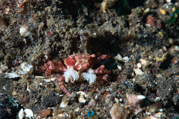 istock Boxer Crab Lybia tessellata 1489376493
