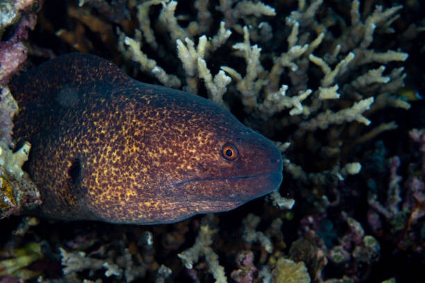 Giant Mooray Gymnothorax javanicus