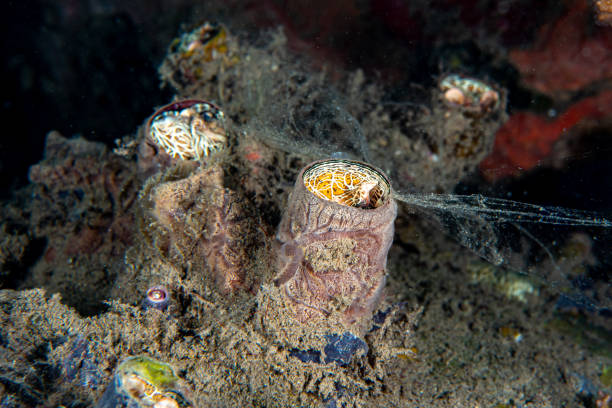 istock Worm Snails Family Vermetidae Genus Thylacodes 1489376798