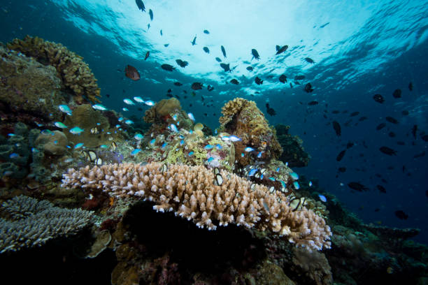 istock Tropical Coral Reef underwater landscape, Indonesia 1489377463