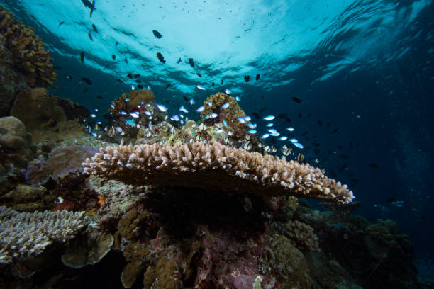 istock Tropical Coral Reef underwater landscape, Indonesia 1489377469