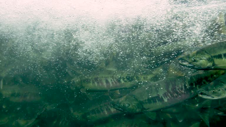 Schools of salmon crowded in the water and swimming upstream. Underwater shot.