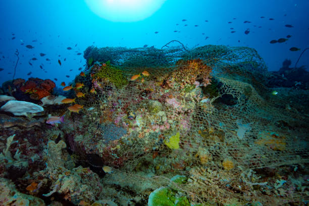 istock Discarded fishing net on a coral reef 1489378144