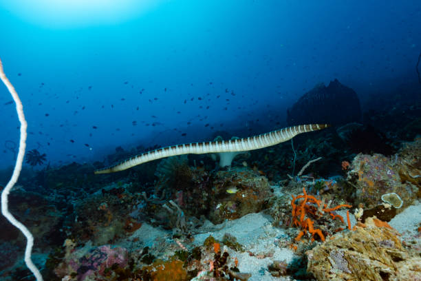 istock Chinese Sea Krait Laticauda semifasciata 1489378219