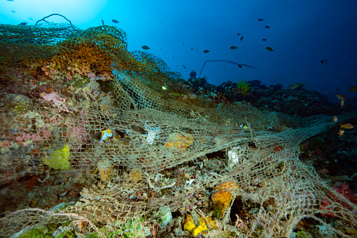 A discarded fishing net on a coral reef is a sad and disturbing sight. The net, once used to catch fish, now lies abandoned and tangled in the coral. It is a reminder of the human impact on the marine environment.\n\nThe net is made of nylon or another type of plastic, which is not biodegradable. This means that it will continue to pollute the ocean for many years to come. The net also poses a danger to marine life. Fish, turtles, and other animals can become entangled in the net and drown.\n\nIn addition to the environmental impact, discarded fishing nets also have a negative economic impact. Coral reefs are important ecosystems that provide food and shelter for a variety of marine life. When reefs are damaged, it can have a ripple effect on the entire marine food chain.\n\nThere are a number of things that can be done to prevent discarded fishing nets from harming coral reefs. Fishermen can be trained to properly dispose of their nets. Governments can enact laws that make it illegal to discard fishing nets. And individuals can support organizations that are working to clean up marine debris.