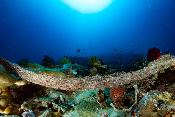 istock Discarded fishing net on a coral reef 1489378222