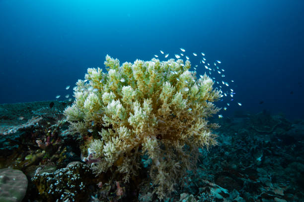 istock Tropical Coral Reef of Raja Ampat 1489378636