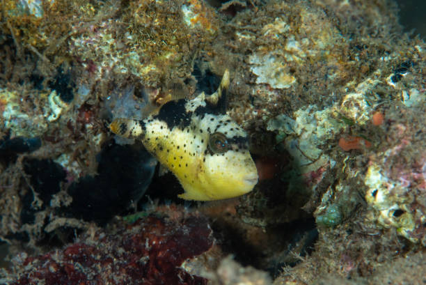 Yellowmargin Triggerfish Pseudobalistes flavimarginatus