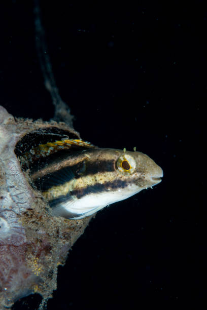 Shorthead Sabretooth Blenny Petroscirtes breviceps