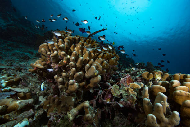 istock Tropical Coral Reef underwater landscape, Indonesia 1489378916
