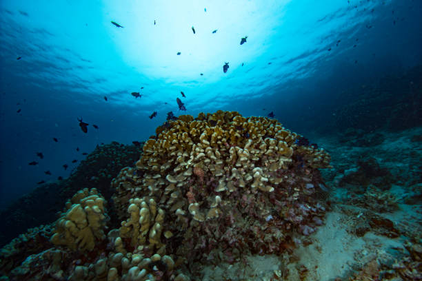 istock Tropical Coral Reef underwater landscape, Indonesia 1489378920