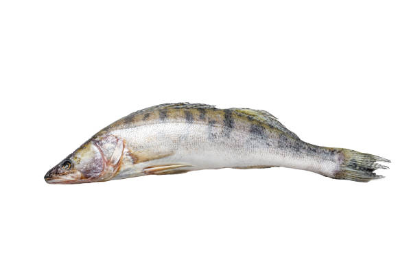 Fresh pike perch, pikeperch. Raw fish.  Isolated on white background