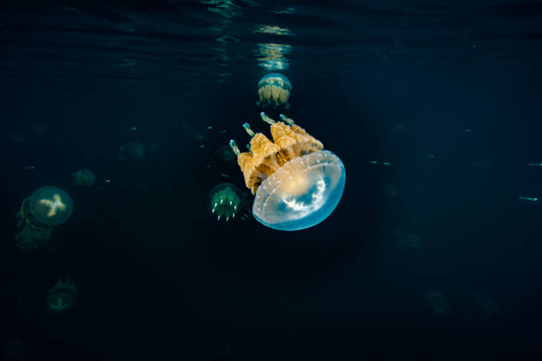 Palau Jellyfish Lake (Mastigias cf. papua etpisoni)