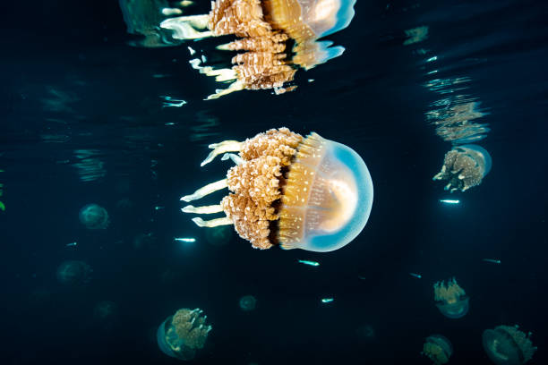 istock Palau Jellyfish Lake (Mastigias cf. papua etpisoni) 1489380644