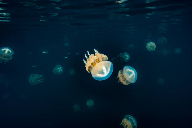 istock Palau Jellyfish Lake (Mastigias cf. papua etpisoni) 1489380645