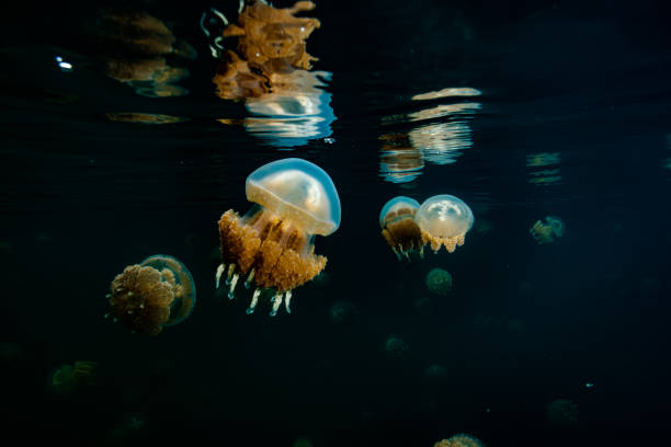 istock Palau Jellyfish Lake (Mastigias cf. papua etpisoni) 1489380646