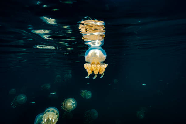 istock Palau Jellyfish Lake (Mastigias cf. papua etpisoni) 1489380647