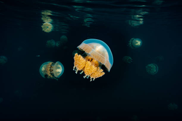 istock Palau Jellyfish Lake (Mastigias cf. papua etpisoni) 1489380649