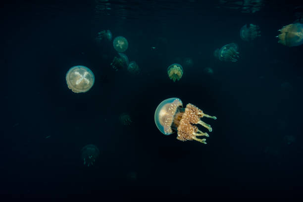 istock Palau Jellyfish Lake (Mastigias cf. papua etpisoni) 1489380665
