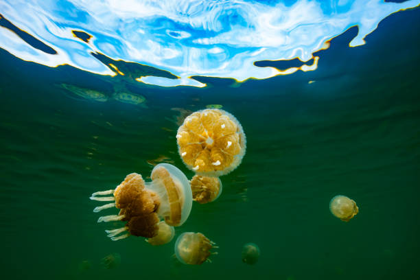 istock Palau Jellyfish Lake (Mastigias cf. papua etpisoni) 1489380692