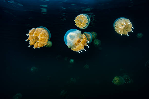 istock Palau Jellyfish Lake (Mastigias cf. papua etpisoni) 1489380693