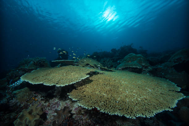 istock Coral Reef Underwater Landscape 1489380700