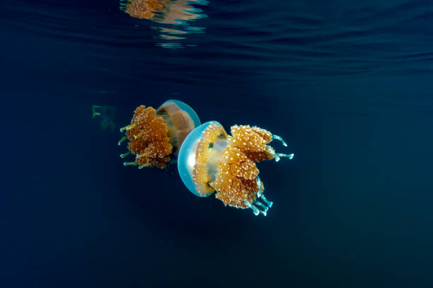 istock Palau Jellyfish Lake (Mastigias cf. papua etpisoni) 1489380900