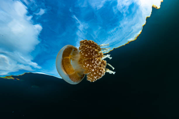 istock Palau Jellyfish Lake (Mastigias cf. papua etpisoni) 1489381047
