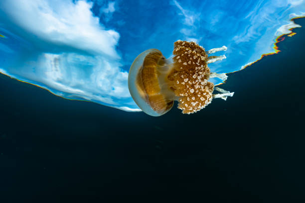 Palau Jellyfish Lake (Mastigias cf. papua etpisoni) stock photo