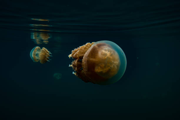 istock Palau Jellyfish Lake (Mastigias cf. papua etpisoni) 1489381126