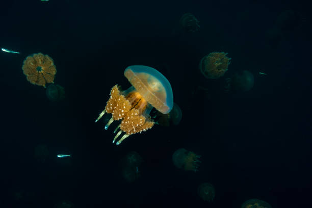 istock Palau Jellyfish Lake (Mastigias cf. papua etpisoni) 1489381195