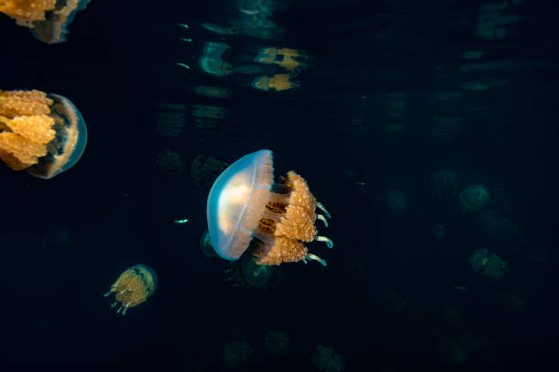 istock Palau Jellyfish Lake (Mastigias cf. papua etpisoni) 1489381202