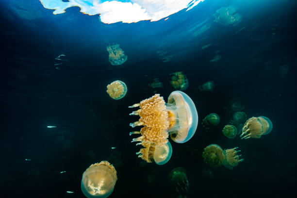 istock Palau Jellyfish Lake (Mastigias cf. papua etpisoni) 1489381220